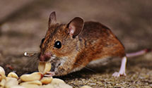 24 Hour & Emergency Exterminators in Greenwood, DE